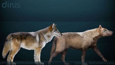 Canis dirus - Der Wolf | Amarok | Willkommen Wolf | Wolfsschutz by Elke Gelzleichter