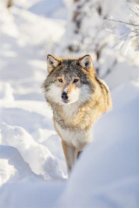 Wolf Stands in Beautiful Winter Forest Stock Image - Image of pride ...