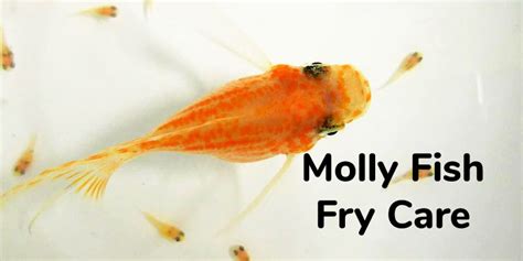 Molly Fish Fry Care - How to Care for Baby Mollies? - AquariumNexus (2022)