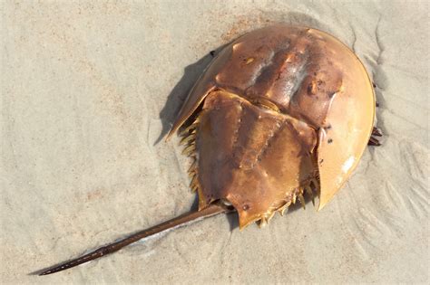 Atlantic Horseshoe Crab Facts, Pictures, Video & In-Depth Information.