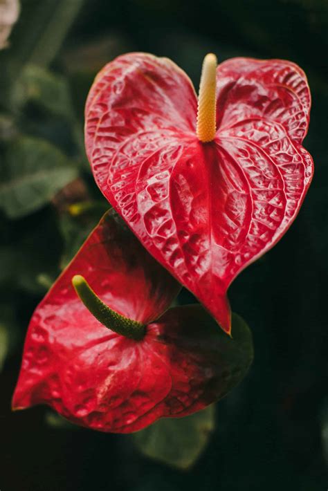 Anthurium Meaning and Symbolism - My Life in Blossom