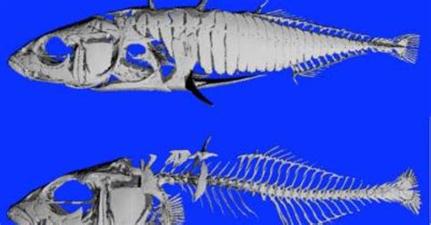 Fish Teeth Reveal Regulatory DNA Changes Behind Rapid Evolution | The Fish Site