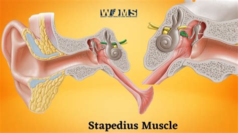 The Smallest Muscle in the Body: Stapedius Muscle - WOMS