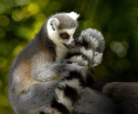 Ring-tailed lemur | San Diego Zoo Kids