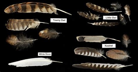 feather identification guide | Owl Feathers Identification ...