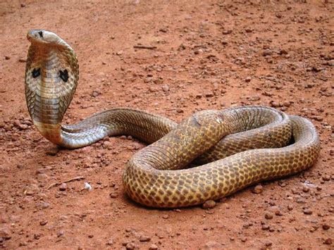 Snakes: Poisonous Snakes of India - INDIAN (SPECTACLED) COBRA - NAJA NAJA NAJA