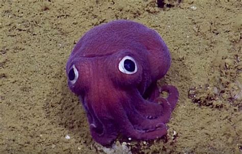 Deep Sea Big Eyed Squid Looks Too Silly To Be Real | Reef Builders | The Reef and Saltwater ...