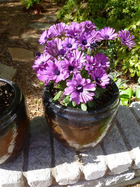 Temperamental African daisies! House Plants Indoor, Daisies, Fauna, Gardens, Growing, African ...