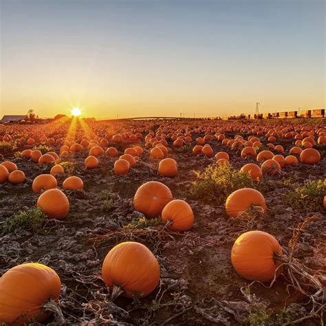 We Found the Best Pumpkin Farms to Visit This Fall | Pumpkin farm ...