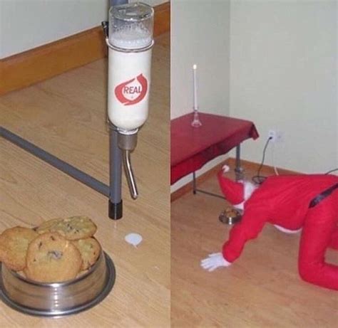 Santa’s milk | Cursed images, Stupid memes, Cursing