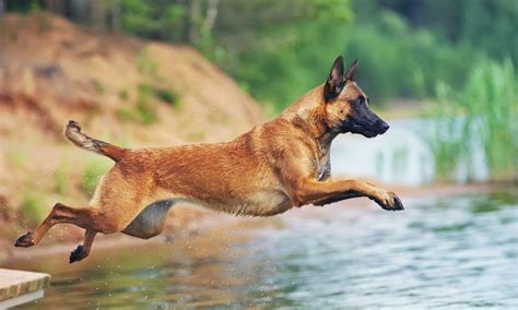 Belgian Malinois Breed: Characteristics, Care & Photos | BeChewy