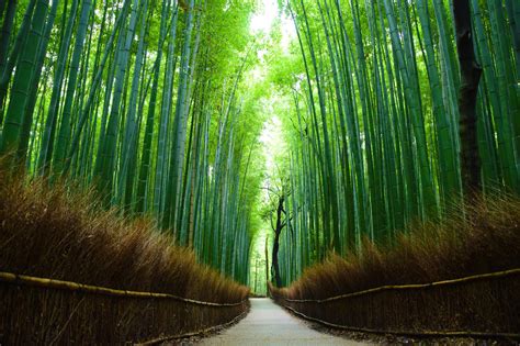 Arashiyama Bamboo Forest | Discover places only the locals know about ...