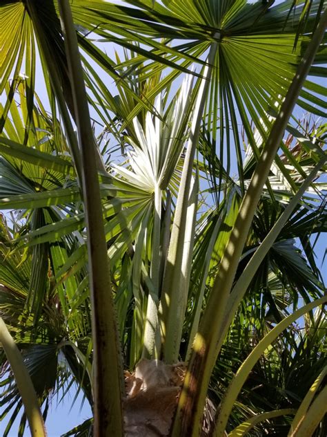 Livistona australis — Cabbage Tree Palm — @ Sea Crest Nursery