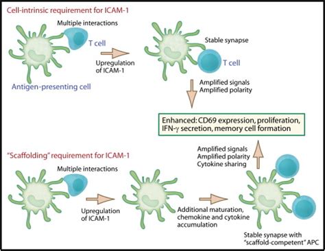 The Importance of Prolonged Binding to Antigen-Presenting Cells for T Cell Fate Decisions: Immunity