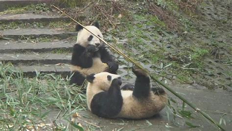 Newly Weaned Cubs Tackle Panda Kindergarden | Pandas International