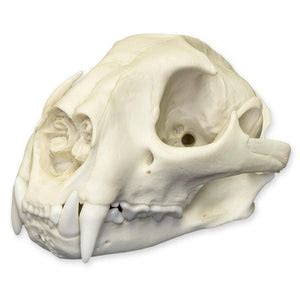 Replica Mountain Lion Skull (Male) — Skulls Unlimited International, Inc.