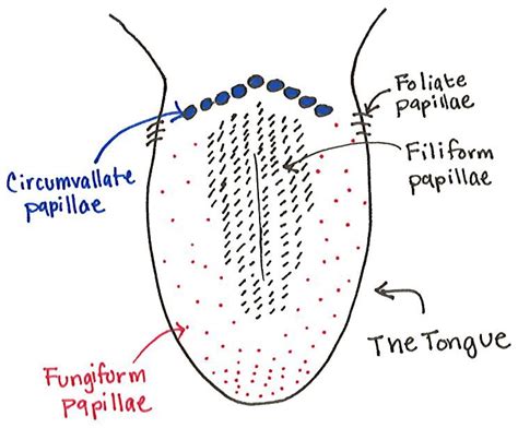 4 types of papillae on tongue – NSPDD