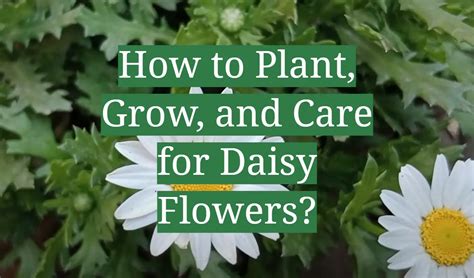 How to Plant, Grow, and Care for Daisy Flowers? - GardenProfy