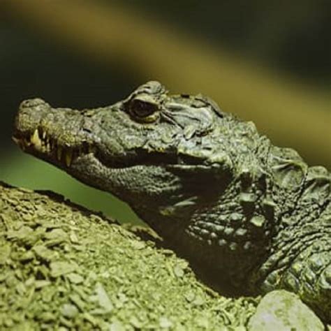 West African Dwarf Crocodile | Crocodiles Of The World