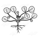 Abeka | Clip Art | Peanut Plant—with roots