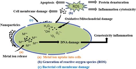 Schematic diagram of nanoparticle toxicity and antibacterial... | Download Scientific Diagram