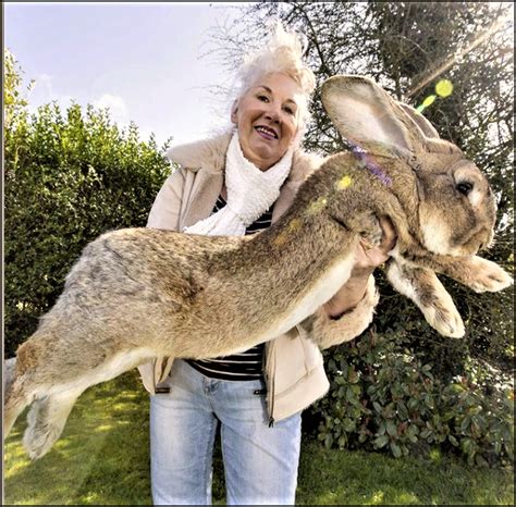 Have you seen Darius? Giant celebrity rabbit is missing | Poll-Vaulter