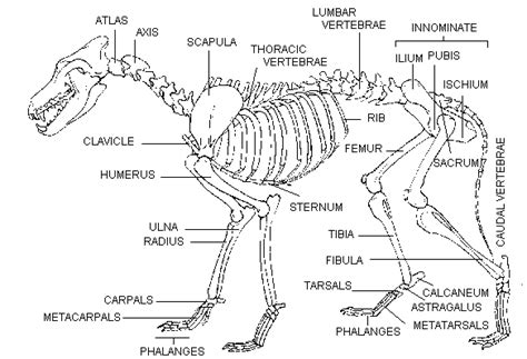 Mammalian Skeleton