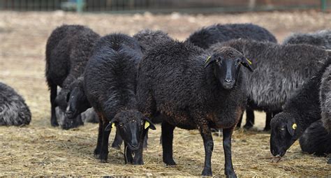 Mouton karakul - Zoo Barben