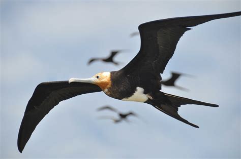 Roller-coasting birds soar for months and may snooze while aloft | New Scientist