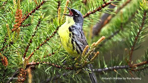 Kirtland's Warbler Song - YouTube