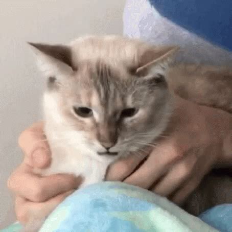 Cat Hiss GIF - Cat Hiss Hissing - Discover & Share GIFs