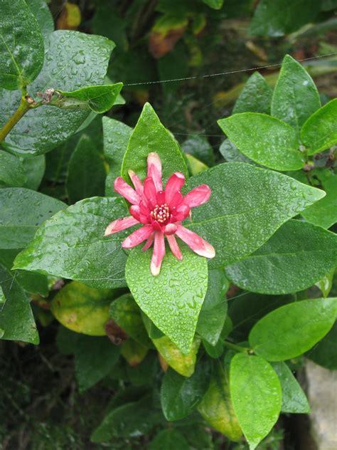 Far Too Many Plants: Calycanthus occidentalis