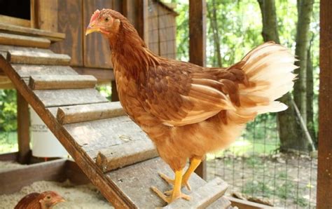 Keeping Chickens: A Beginner’s Guide | Pip Magazine