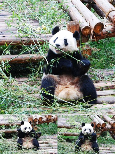 Sichuan Panda Sanctuaries | China & Asia Cultural Travel