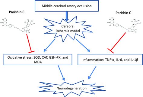 Schematic diagram illustrating possible neuroprotective mechanisms of... | Download Scientific ...