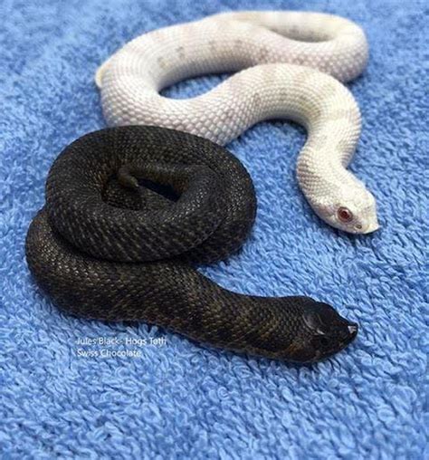 Hognose | Pet snake, Cute reptiles, Cute snake