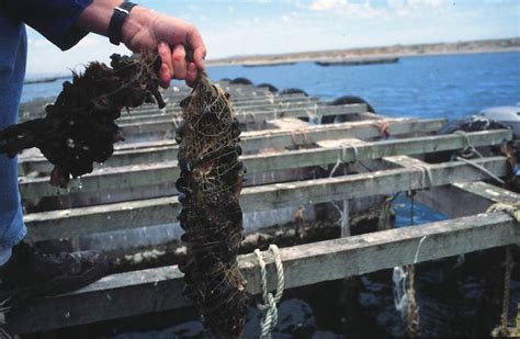 Blue Ocean Mussels - Mussel Farming