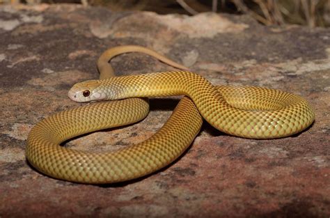 Mulga or King Brown Snake Pseudechis australis | Snake, Pet snake, Reptile snakes