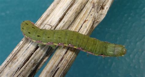 Beet Armyworm Moth Spodoptera exigua (Hubner, [1808]) | Butterflies and ...