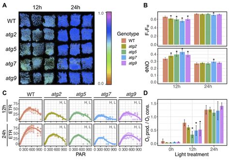 Photosynthetic performance of autophagy mutants during the dark to... | Download Scientific Diagram