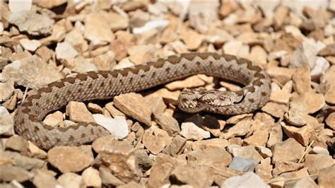 Habitat loss threatens critically endangered viper - Türkiye News