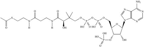 Acetyl CoA - Alchetron, The Free Social Encyclopedia