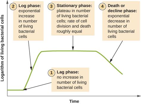 Bacterial Growth Curve: Definition, Phases and Measurement