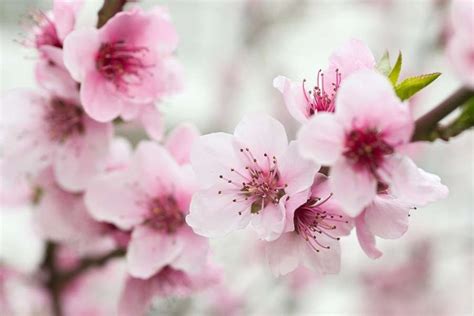 Cherry Blossoms in Japan - Bing Images | Japanese inspiration | Pinterest | Japanese cherry ...