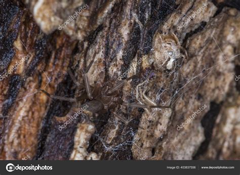 Recluse Spider Loxosceles Photographed Its Web Tree's Bark Cordoba ...