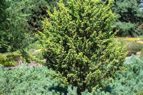 Juniper Tree Types: How to Find the Best One