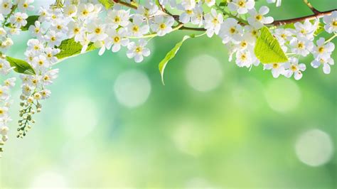 Closeup Photo Of White Cherry Blossoms Flowers In Blur Background 4K HD ...