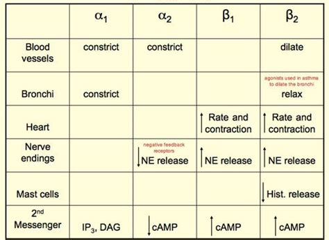 Describe the types of alpha and beta receptors (Adrenergic Receptors). Description from quizlet ...