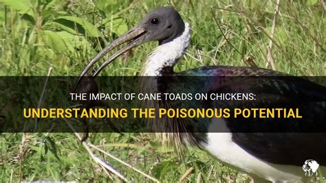 The Impact Of Cane Toads On Chickens: Understanding The Poisonous Potential | PetShun