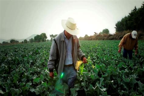 Cultivos En Mexico